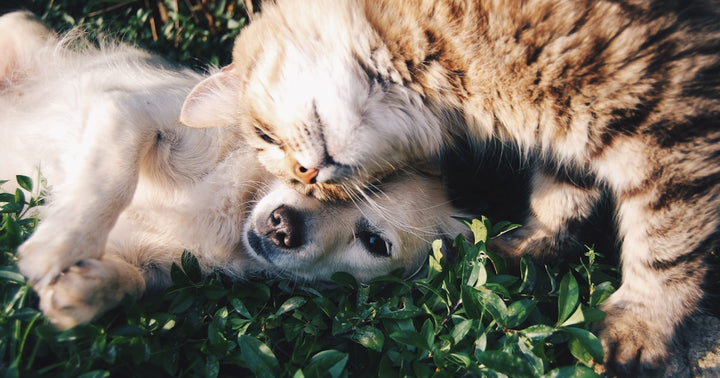 GPS Collar vs AirTag for Pets