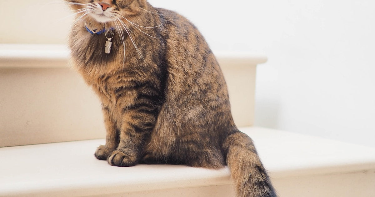 How to Choose the Perfect Cat Tree for Your Home
