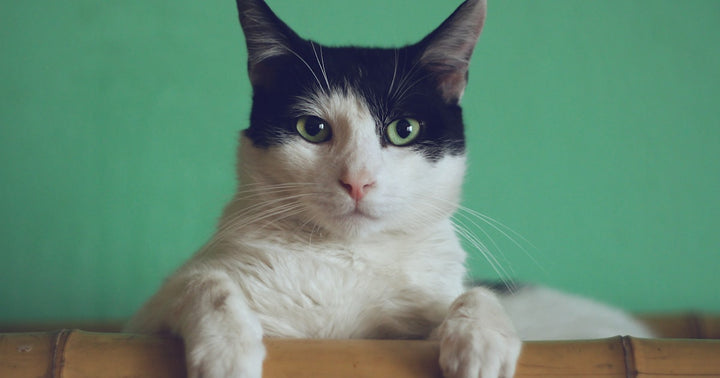 Best Cat Litter Types Compared