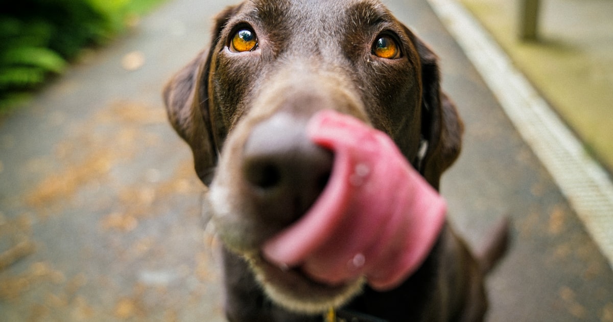 Dog Beach Safety Tips