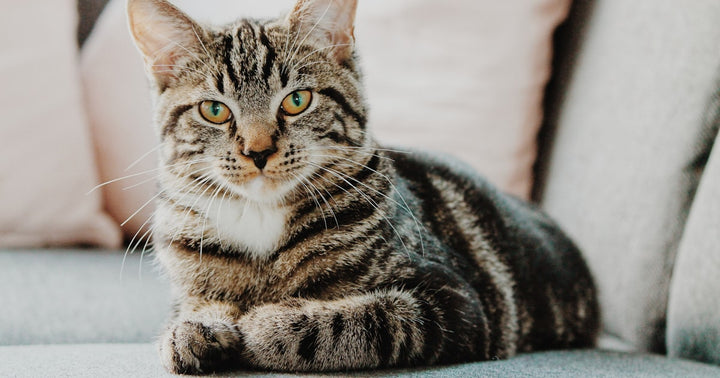 Indoor Cat Enrichment Ideas