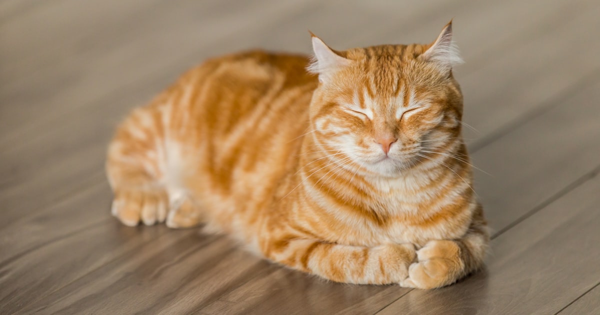 Cat Claw Trimming for Beginners