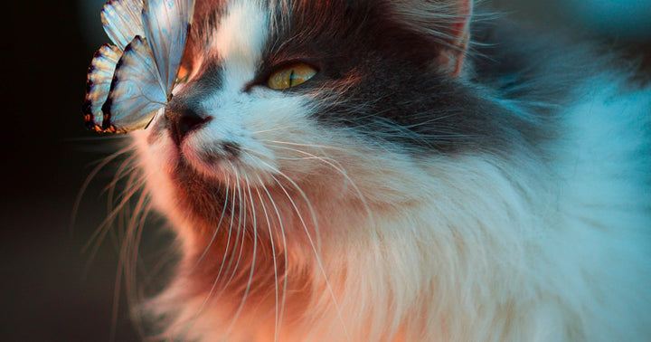 Why Cats Need Vertical Space: Cat Trees, Shelves, and Climbing Solutions