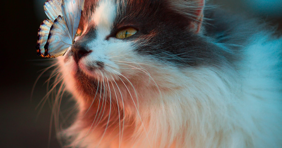 Cat Cafe Culture and Welfare