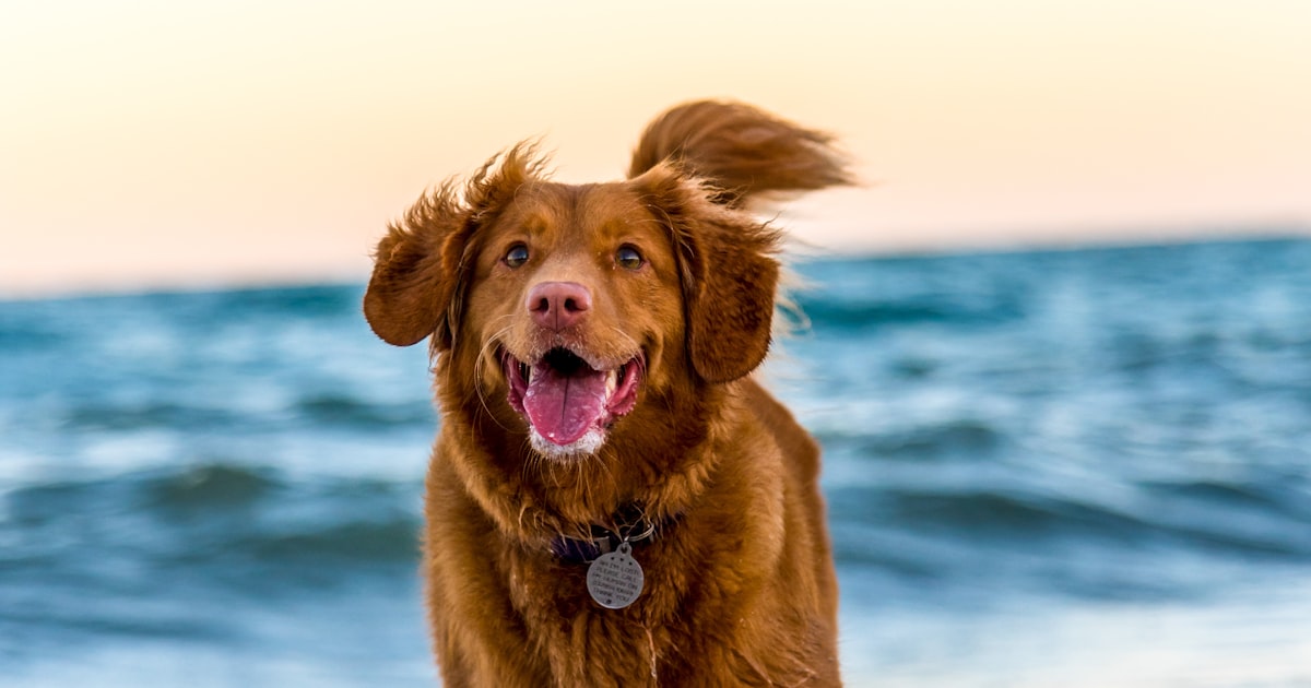 How to Stop Leash Pulling