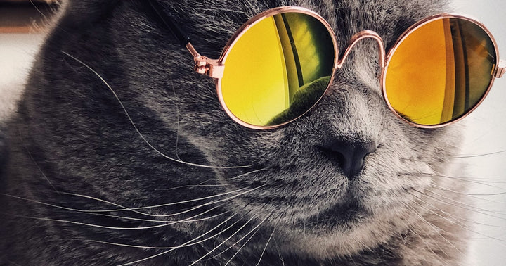 Cat Water Fountain vs Bowl: Which Keeps Your Cat Healthier?