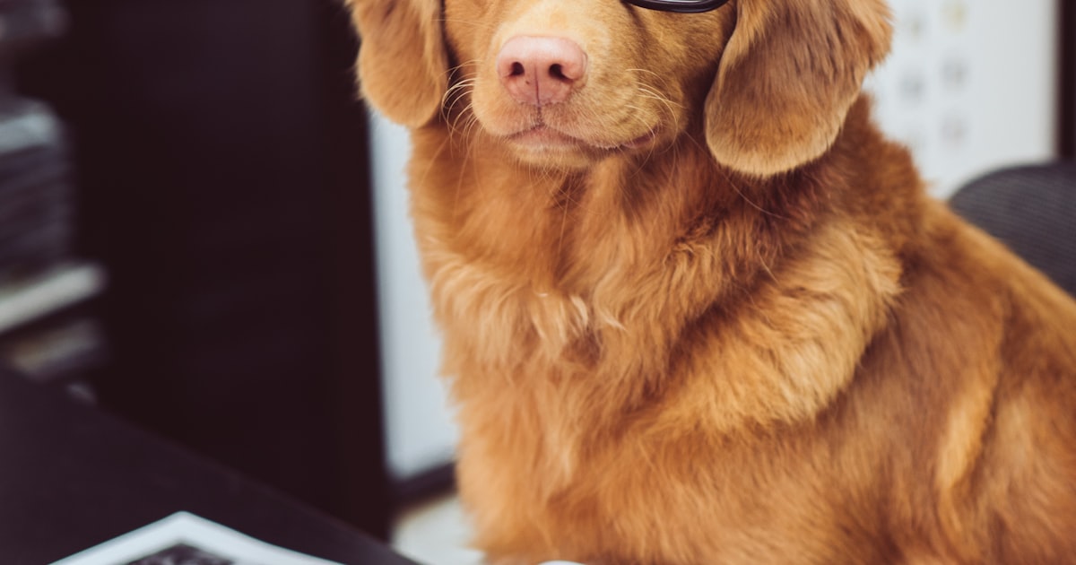 Choosing the Right Pet for You