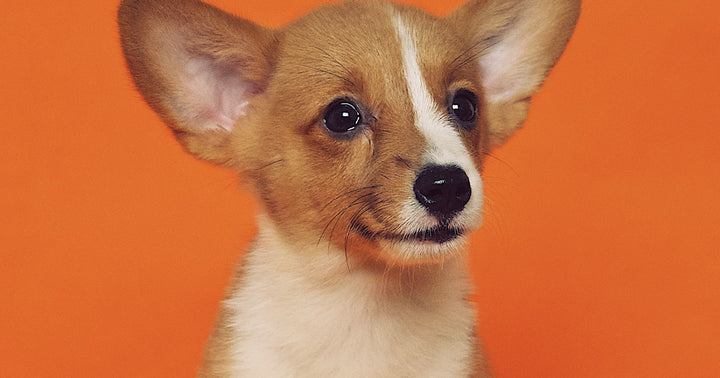 Dog Nail Trimming Without the Drama: A Step-by-Step Guide