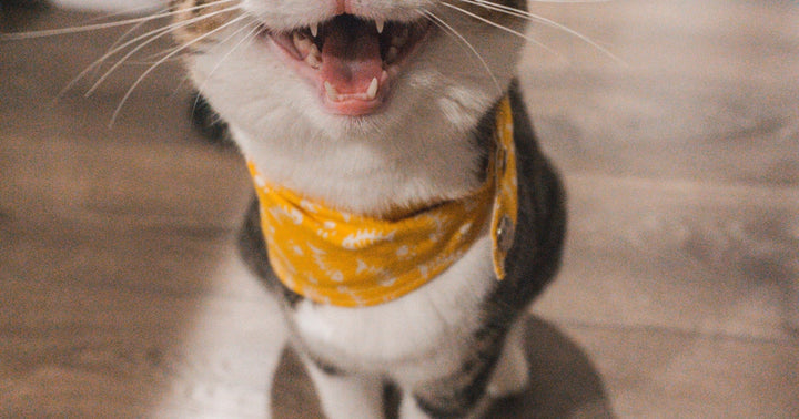 How to Build the Perfect Litter Box Setup