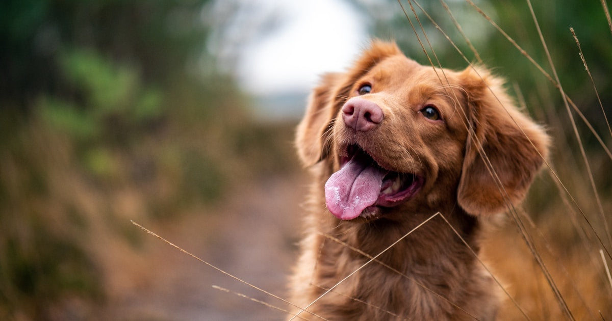 How to Groom Your Dog at Home: Essential Tools and Techniques