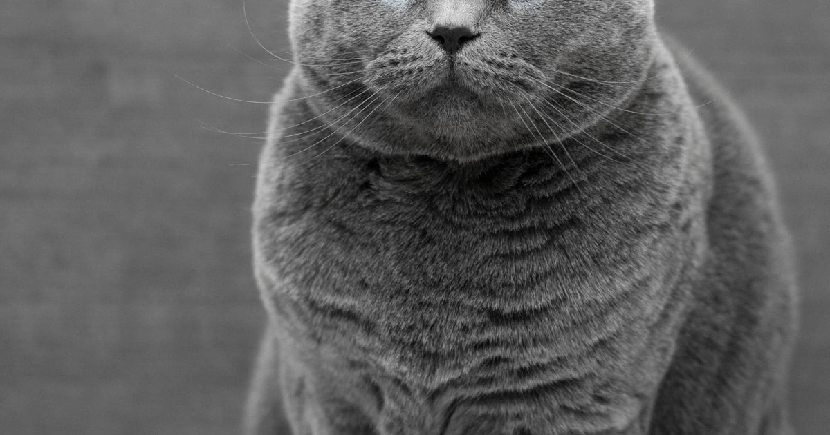 How to Read Cat Body Language Like a Pro