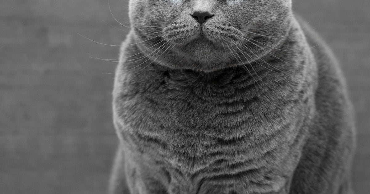 Why Your Cat Sleeps So Much — And When to Worry