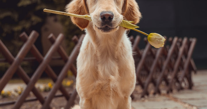 Clicker Training for Dogs Guide