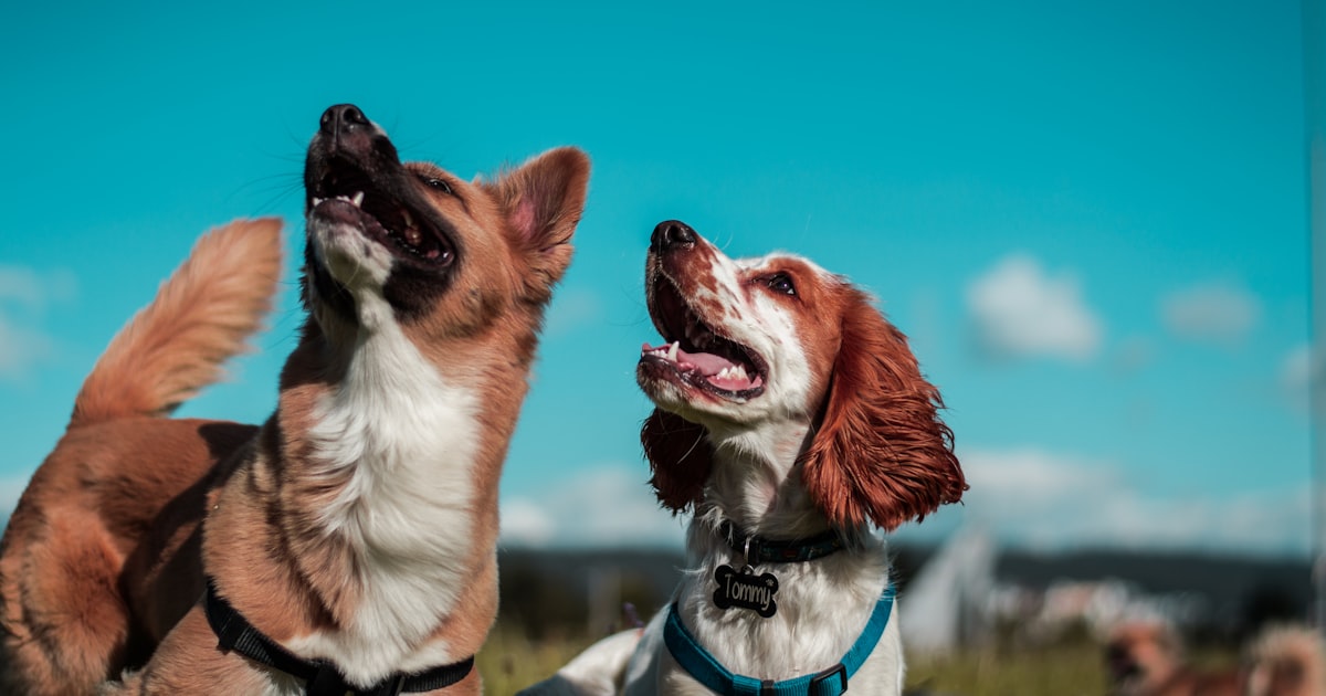 How to Switch Your Pet's Food Without Stomach Issues