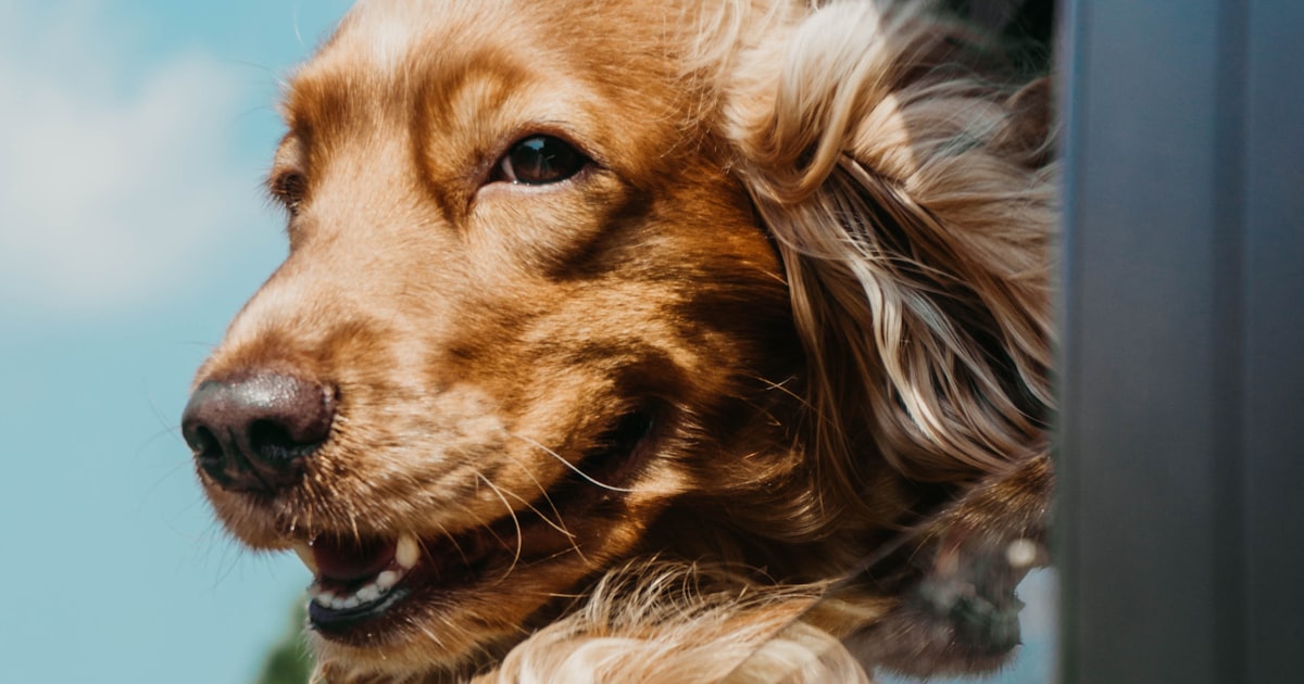 Pet Photography Tips for Beginners