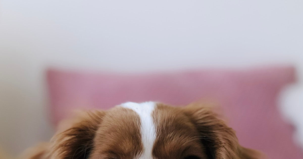 Spring Dog Care Checklist: 8 Things to Do Before April