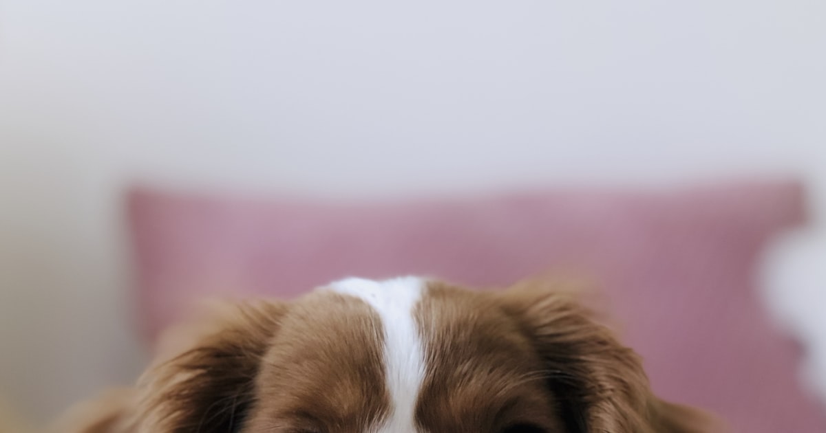 Golden Retriever Breed Guide