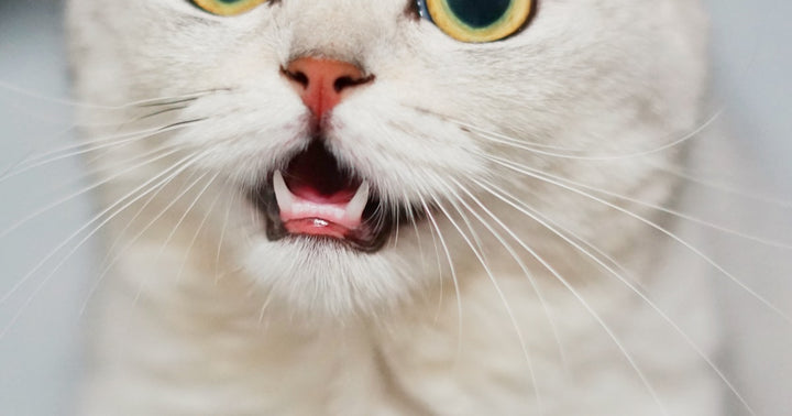 Siamese Cat Vocal Habits
