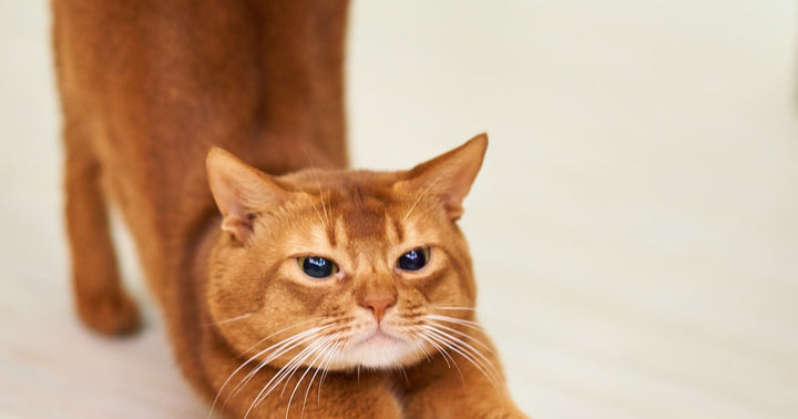 Cat Scratcher vs Cat Tree Comparison