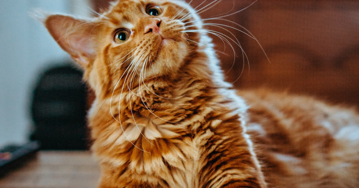 Why Cats Knock Things Off Tables (And What to Do About It)