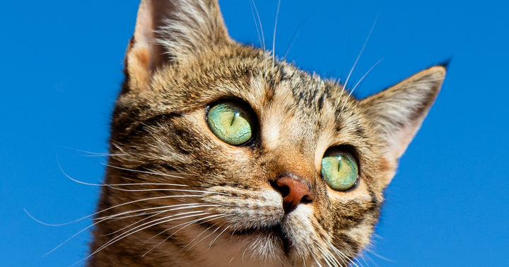 Ragdoll Cat Personality Guide