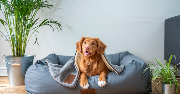 The Benefits of Elevated Pet Bowls
