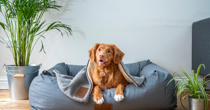 Best Teething Toys for Puppies