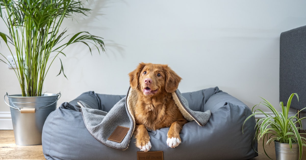 Tum & Tin: Chapter 3: The Water Bowl Treaty