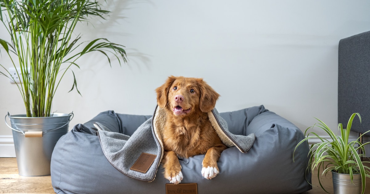 Pet Hair Everywhere: Solutions That Actually Work