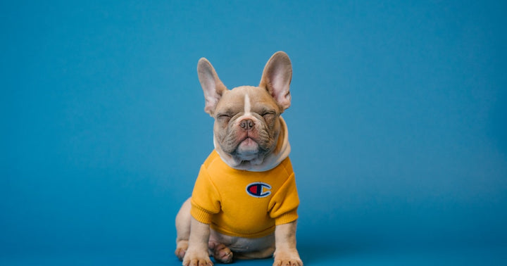 Arthritis in Dogs: Pain Management