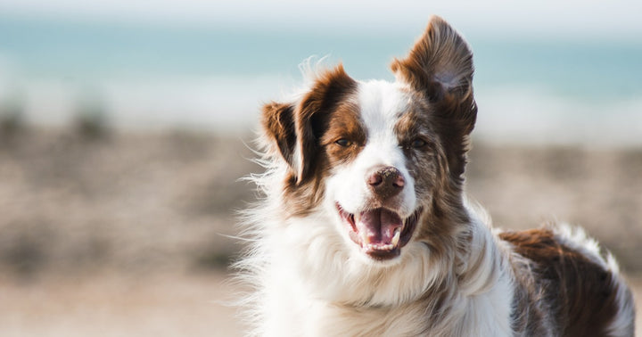 Double-Coat Dog Grooming Tips