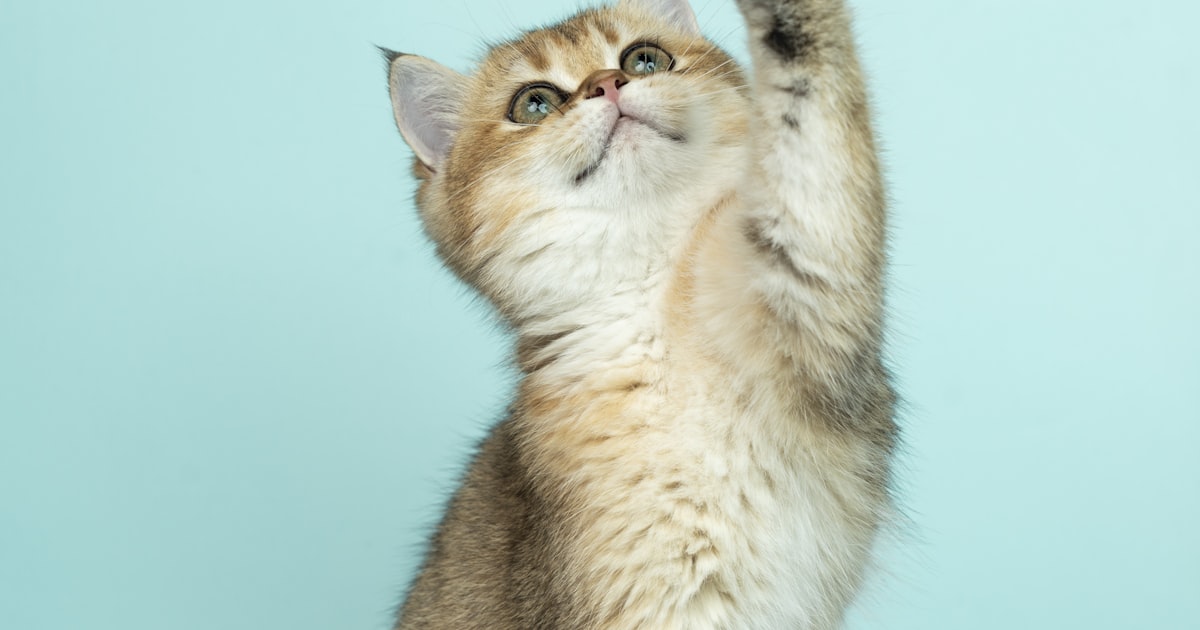 Creating a Catio Guide