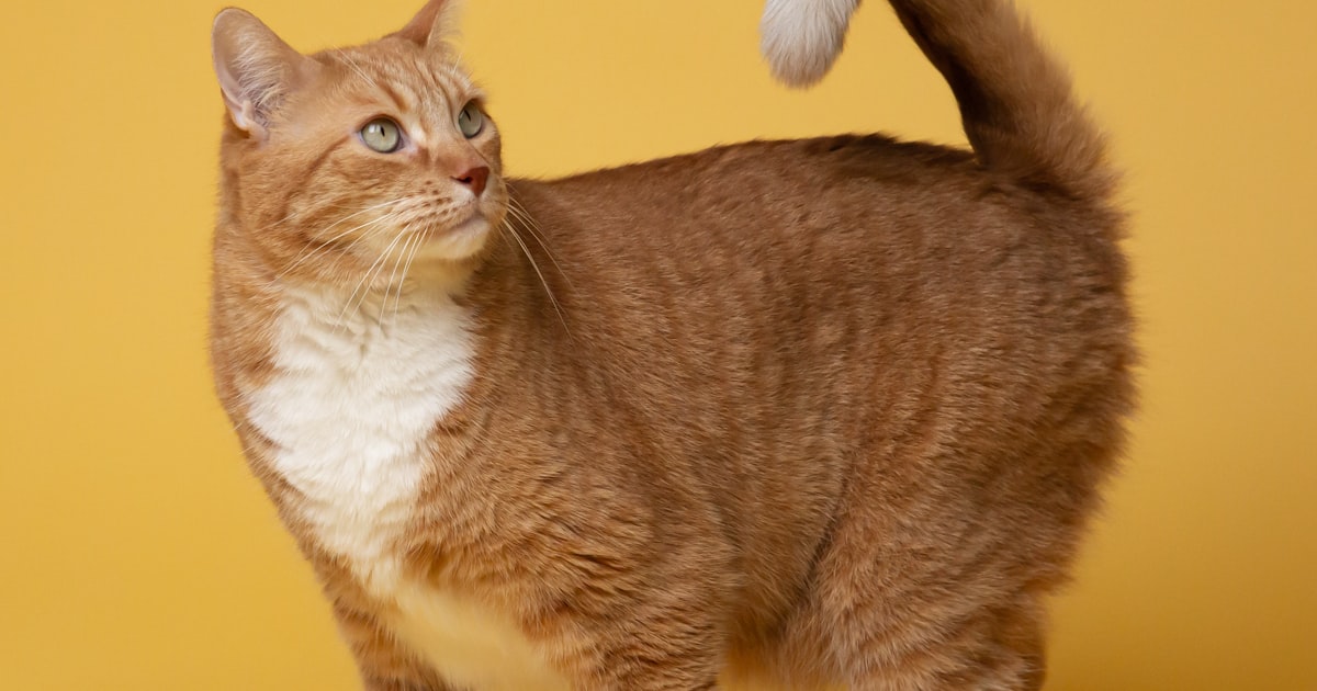 Why Your Cat Stares at You
