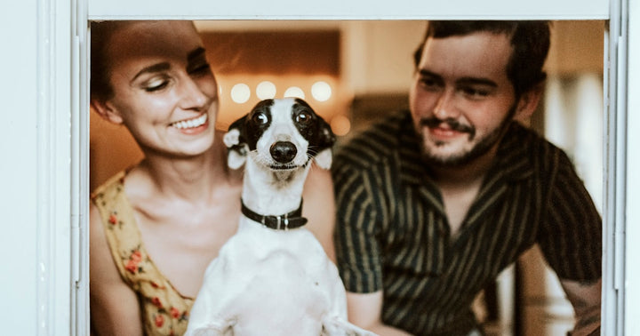 Pet-Friendly Hotels Guide