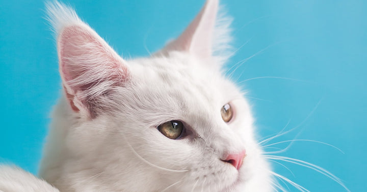 Best Kitten Toys for Development
