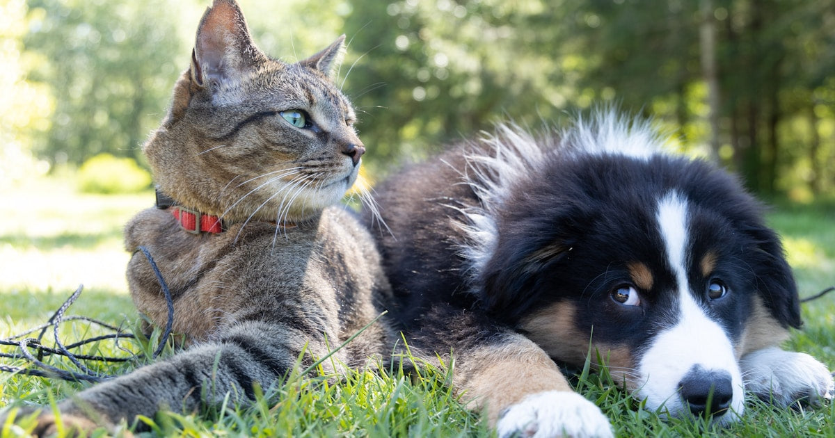 Travel With Your Pet: A Stress-Free Guide