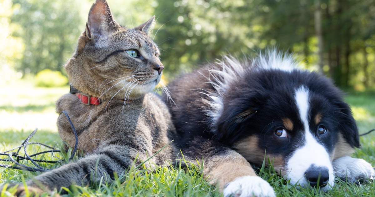 Regular Vet Checkup Benefits